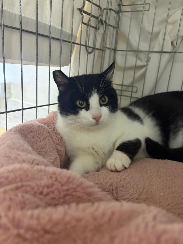 Sissi, micina super coccolona Foto 2